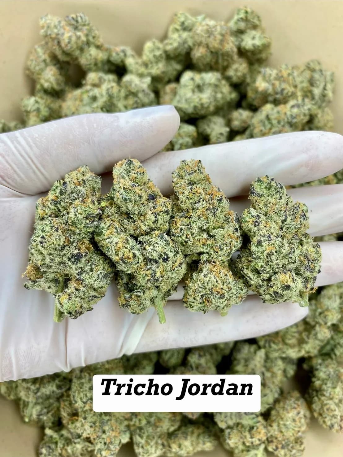 Tricho Jordan