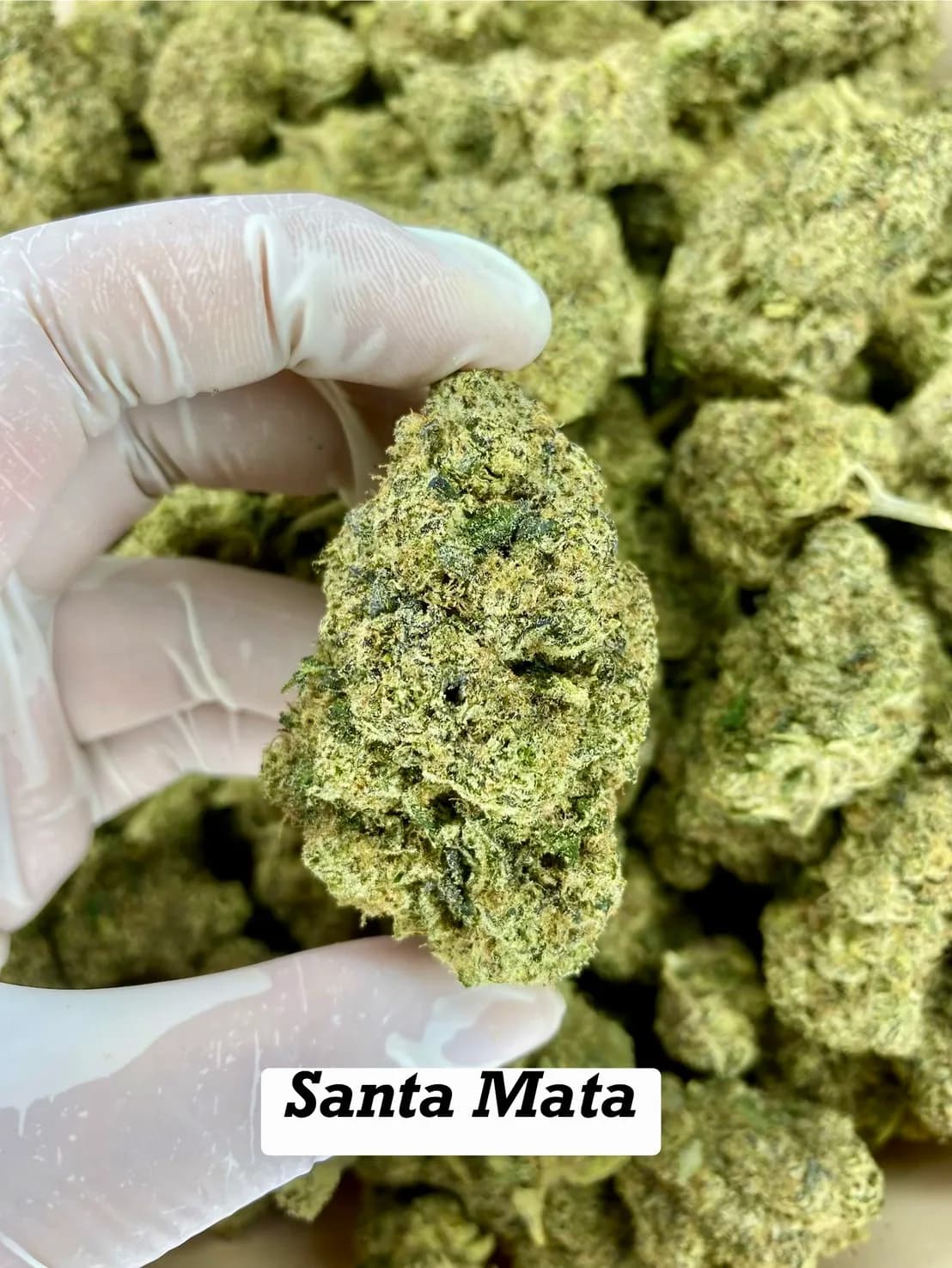 Santa Marta