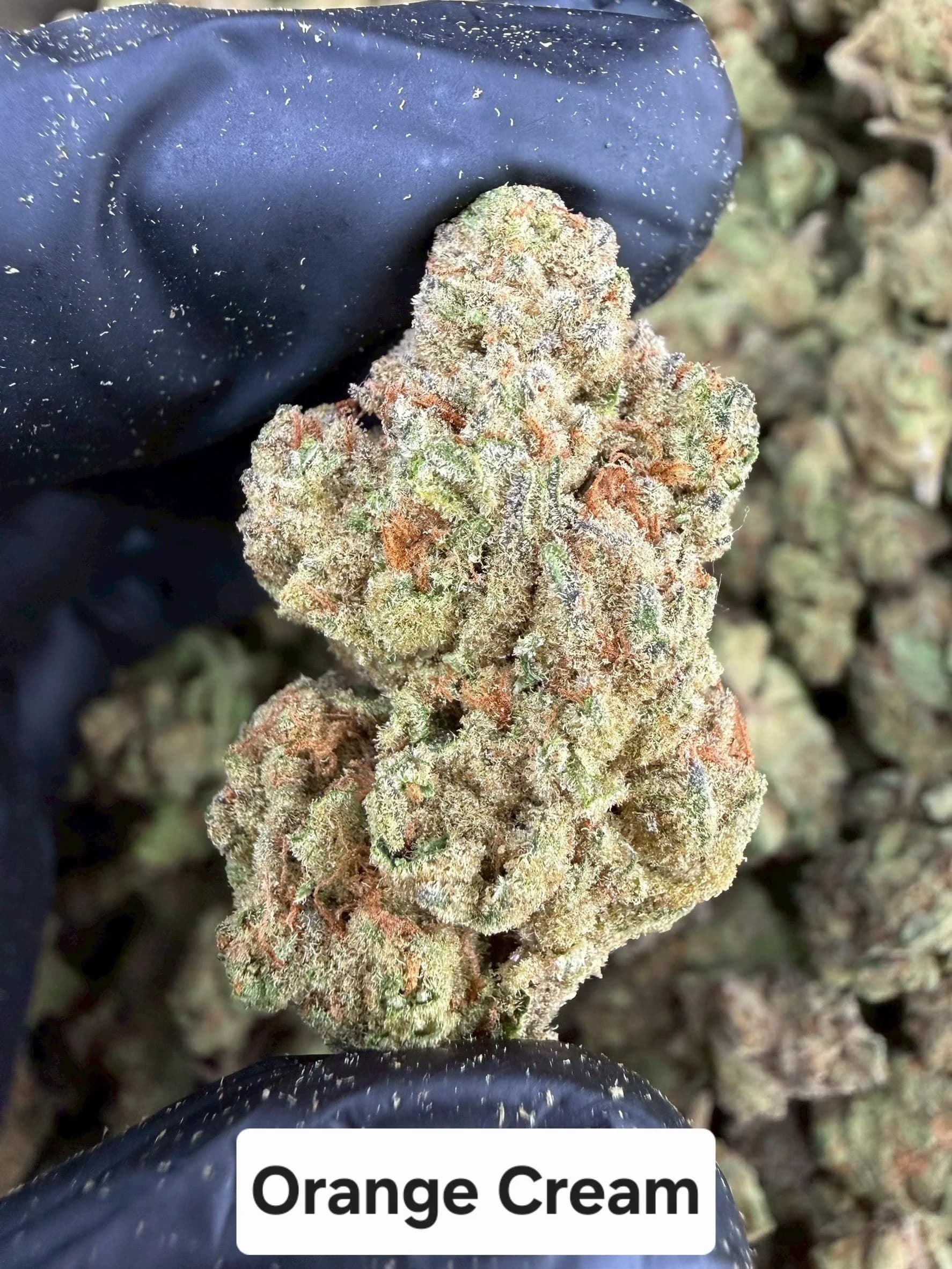 ORANGE CREAM